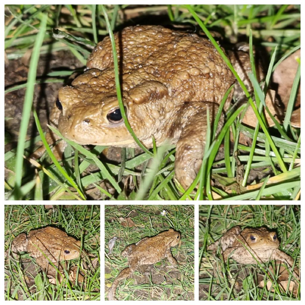 DandelionAppre1's tweet photo. #ToadThursday #Toaday see what I did there? Met this handsome chap just now on a stroll. Posed much better than the frogs in the garden 😊. I do always smile when I see them kind of swagger off. None of that frivolous frog hopping for them. #nature https://t.co/T9k9jOzhRg