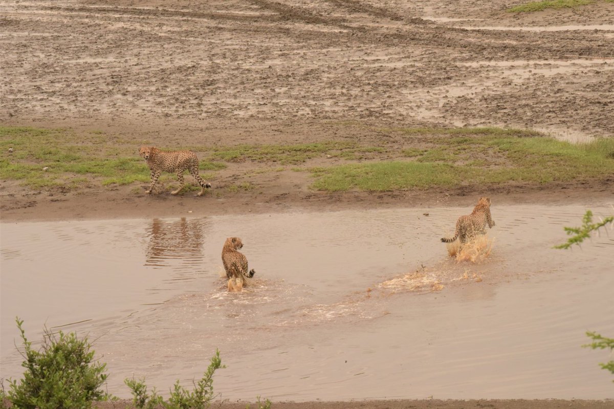 The three ndutu brothers enjoying the landscape near the big marsh in Ndutu. #cheetahenthusiast #serengetinationalpark #ndutu #bigcats #wildlifeplanet #natgeowild @SarahMDurant @OfficialZSL @TimRBDavenport @CCIAfrica @hmk_oneill @AnneWHilborn