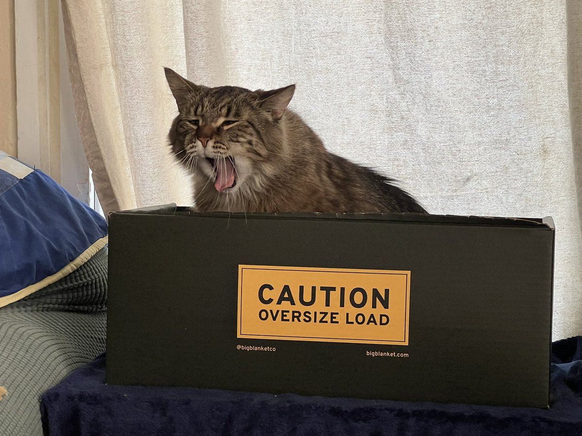 NefariousB123's tweet photo. Ma finally broke down and bought from @bigblanketco. She loves the blanket, I love the box. I don’t know what she finds so funny, though.  #fluffyfursday #CatsOfTwitter #CatsOnTwitter #Naptime https://t.co/7NhqrFQNYI
