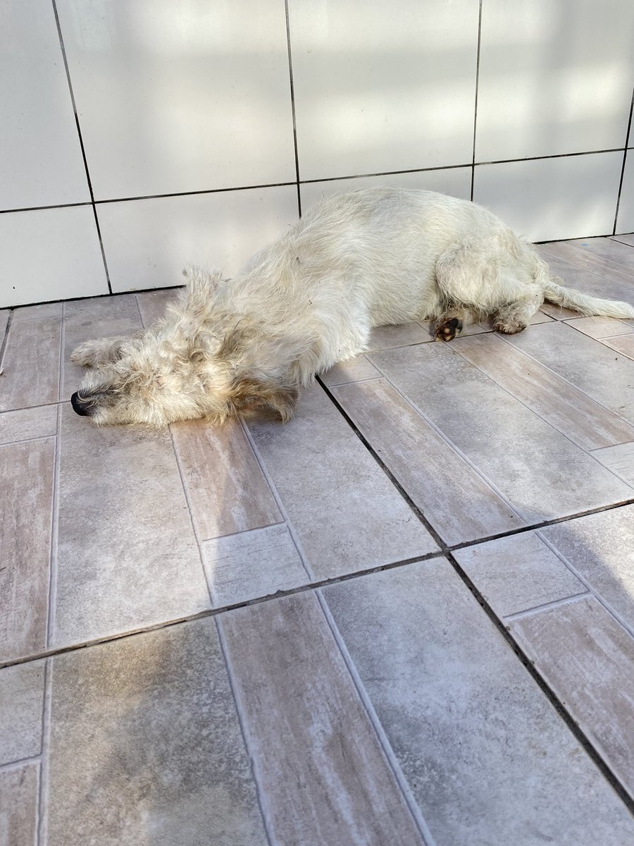 lermansgirI's tweet photo. ⚠️ AJUDA URGENTE

esse cachorro era de uma vizinha que morreu, ele era tratado como um príncipe e depois que ela morreu os filhos dela jogaram ele na rua. eu dou comida pra ele todos os dias mas não tenho como pegar, mas hoje ele urinou muito sangue e não se mexe pra nada https://t.co/VKux8ShLO3