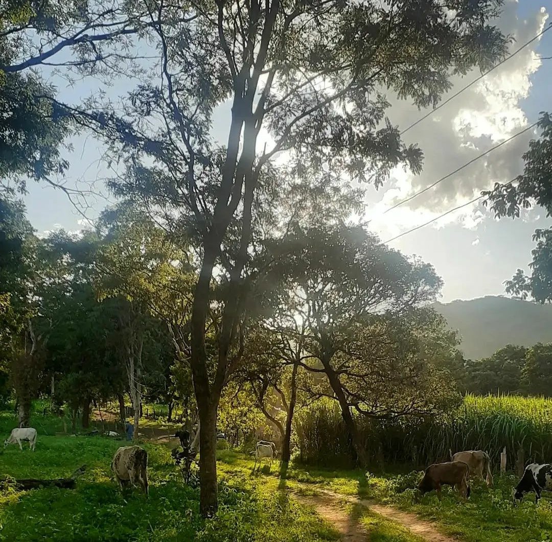 gui1llherme's tweet photo. 🐄 https://t.co/vlEZB5aquU