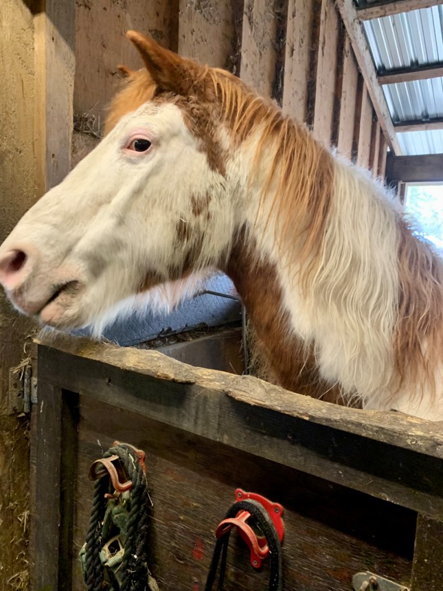 Please help Walter have a happy, healthy retirement #crowdfunding <a href="/PetFundr/">PetFundr</a> Support and Retweet fundrazr.com/helpwalter?ref…