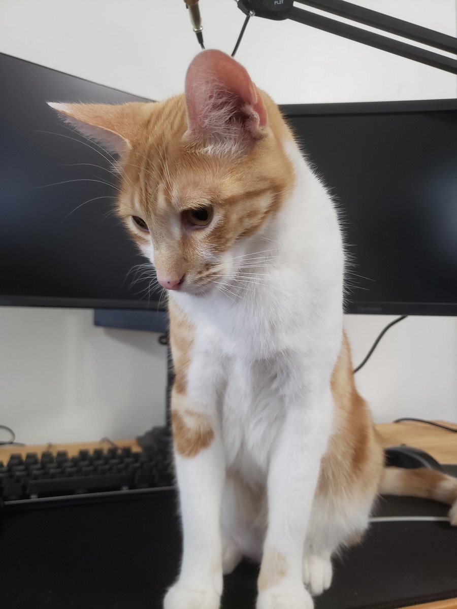 MusicallyMsJ tweet media