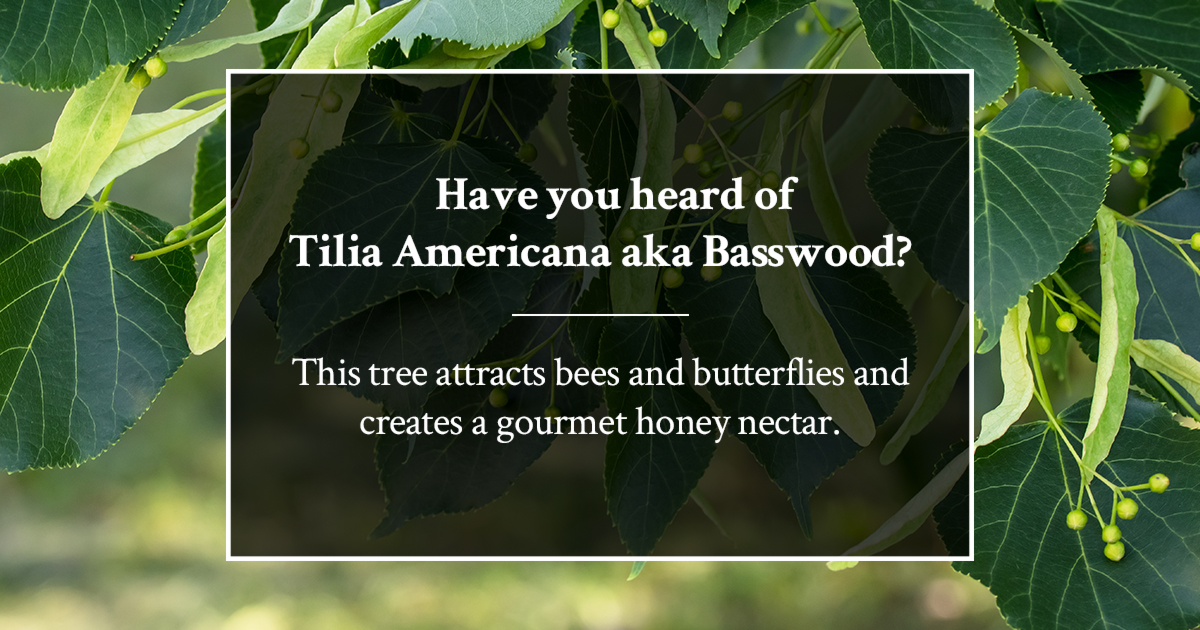 Have you heard of Tilia Americana (aka Basswood)? This 50-80 ft deciduous tree grows showy pea-sized nuts at a medium growth rate. It even attracts bees and butterflies and creates a gourmet honey nectar. kayanase.ca/greenhouse/ #greenhouse #greenhousegrown #NativePlants