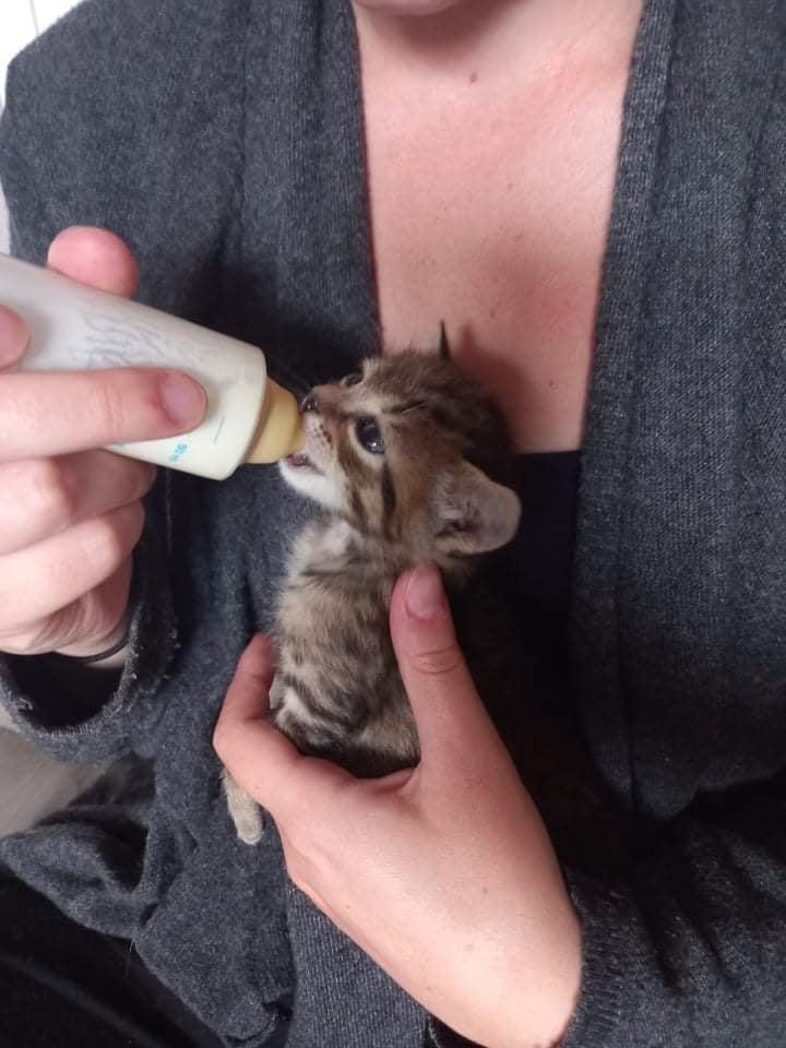 Moustaches Cie La Saison Des Chatons Va Commencer Nous Recrutons Des Familles D Accueil Biberon Des Maintenant Aidez Nous Et Devenez Fa Biberonnage T Co Gsopvghonh Et Poser Toutes Vos Questions En