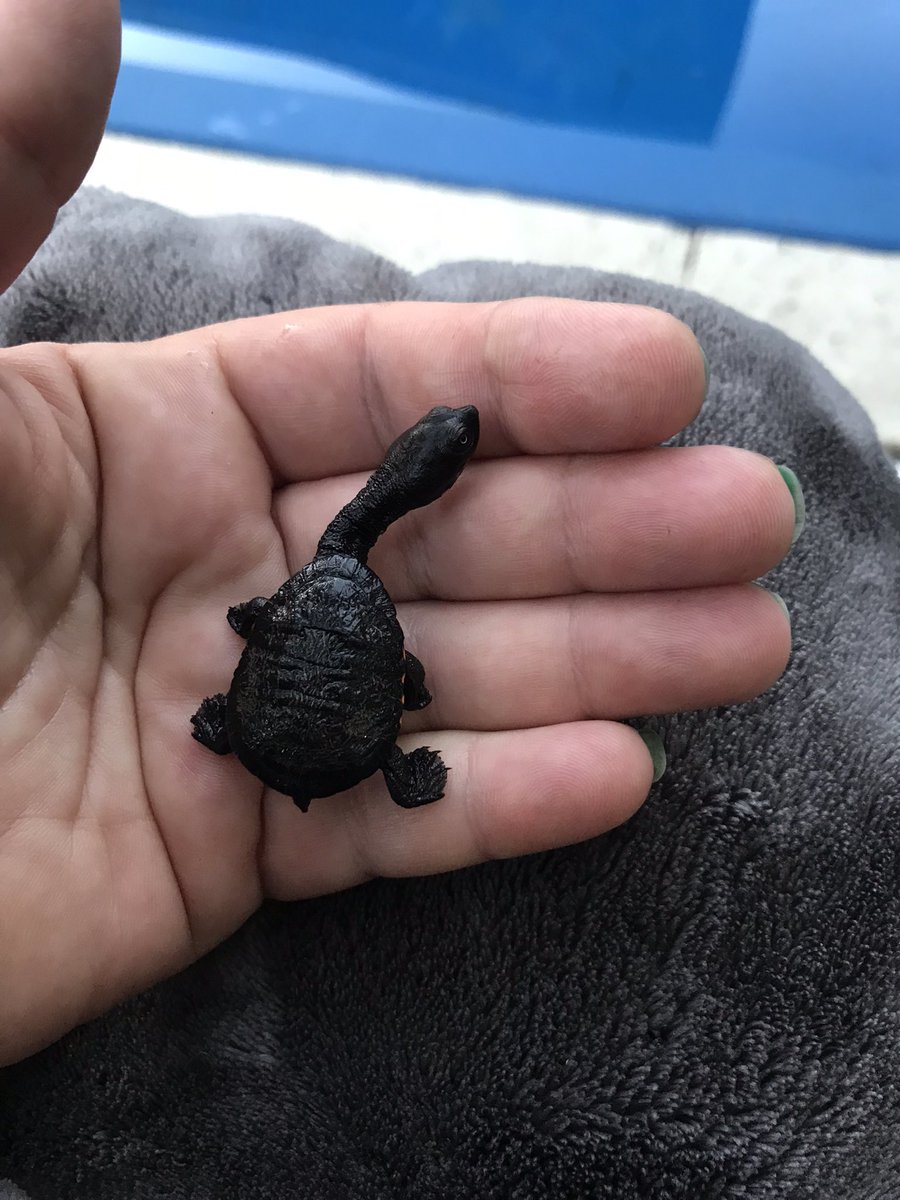 kaeleneak's tweet photo. I thought it was a frog 😊#notafrog #Easternlongneckedturtle https://t.co/zS9Lp6U9Gq