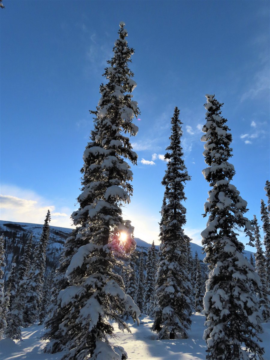 DenaliNPS's tweet photo. Sometimes winter in Denali feels like living inside a snow globe. It’s a world of spindly spruce trees dressed to the nines in their finest snowy capes. When the sun shines over the ridge, its as if the world turns to glitter.

NPS Photos/JDrain https://t.co/A9yLmYfO8E