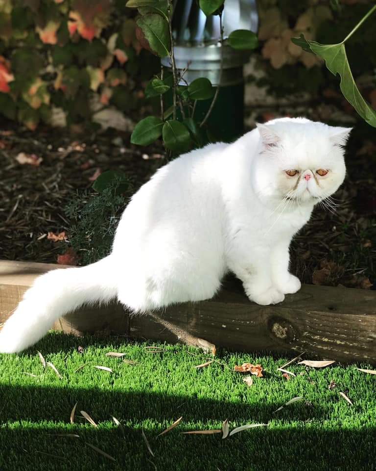 📢📢
ATENCIÓ! En Thot s'ha perdut per la zona de C/Guilleries i C/Muntanya (El Masnou). Duu xip i està esterilitzat. Si el veus contacta amb la seva família 📲 679 449 246

#ElMasnou