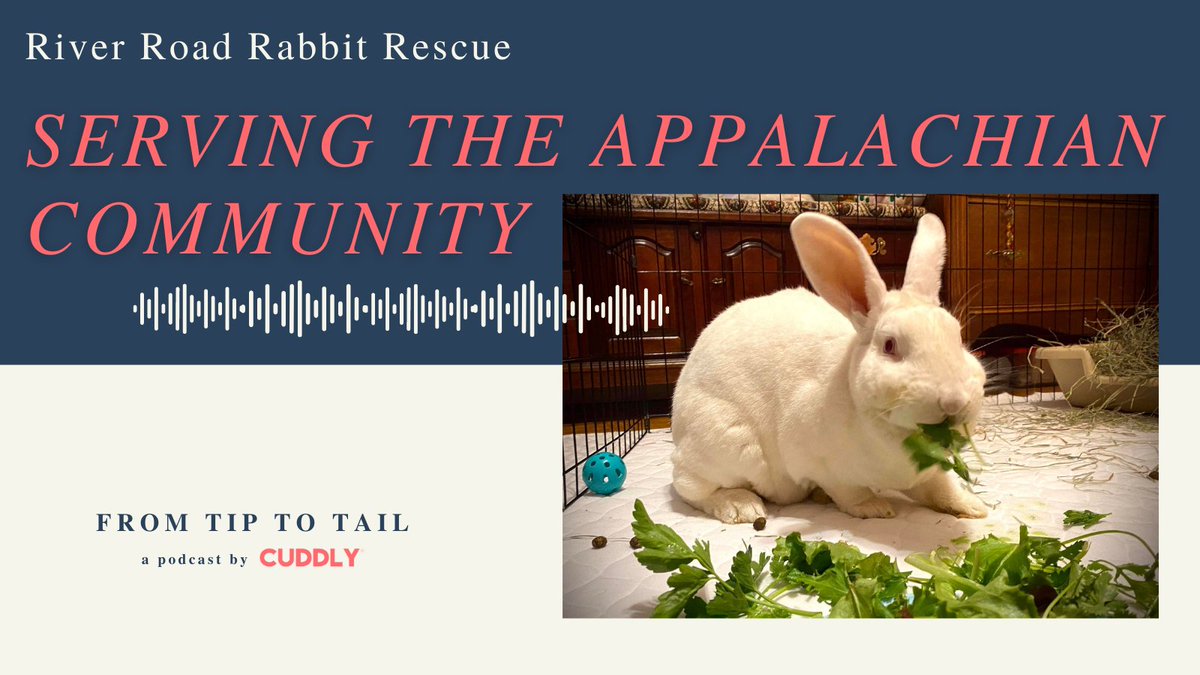 Did you know that #Rabbits are the third most popular pet in the US? 🐇 #CUDDLYpodcast
⁠
On this episode of #FromTiptoTail we are joined by Suzanne Greif, director of River Road Rabbit Rescue, & discusses how to best care for these sweet fluffy animals: bit.ly/3sGYeqY