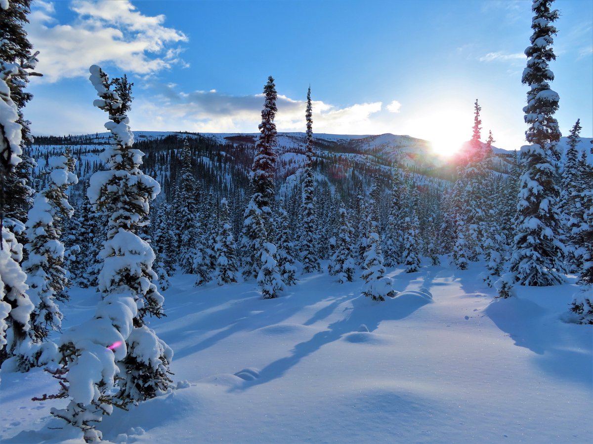 DenaliNPS's tweet photo. Sometimes winter in Denali feels like living inside a snow globe. It’s a world of spindly spruce trees dressed to the nines in their finest snowy capes. When the sun shines over the ridge, its as if the world turns to glitter.

NPS Photos/JDrain https://t.co/A9yLmYfO8E