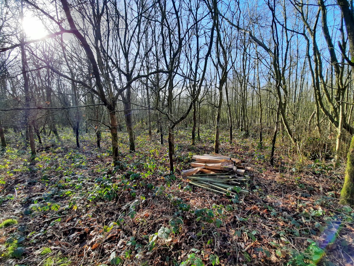 Thoroughly enjoyed some time getting my hands dirty today (a rarity for me these days) clearing old, plastic tree guards out from woodland at #Bateswood nature reserve, Newcastle-under-Lyme, Staffordshire.
#wilderstokewildernewcastle #conservationist #getoutside #freshair