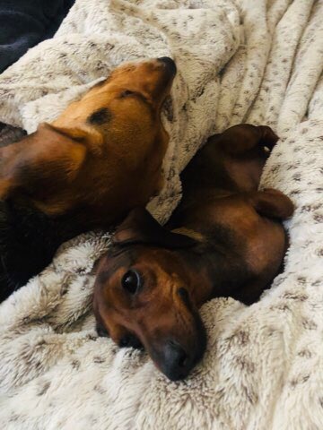 FunFuriends's tweet photo. #SausageArmy #dogsoftwitter #Dachshund #Dachshunds
Little #DudieDude is the cutest! He makes my heart Smile! Nice and warm w/ his #FunFuriends #beagles #Chihuahua #GoldenDoodle #DogsofTwittter https://t.co/K4DVQNqQOd