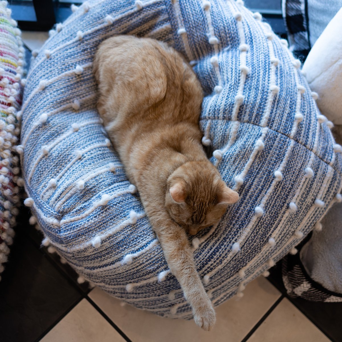 Whos getting the best sleep? Baloo (Grey), Ophelia (White), or Shika (Orange)?