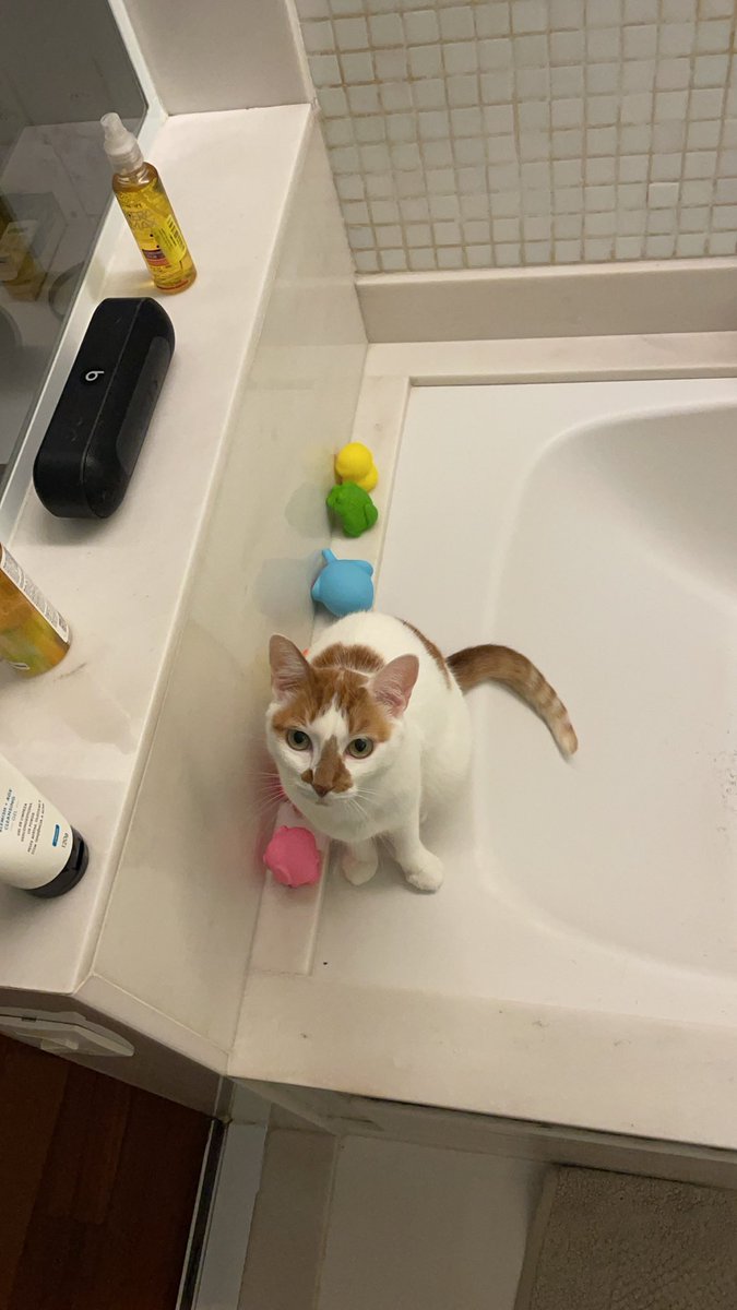 jaoromania's tweet image. feliz dia mundial do gato