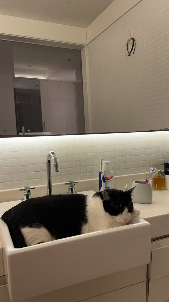 jaoromania's tweet image. feliz dia mundial do gato