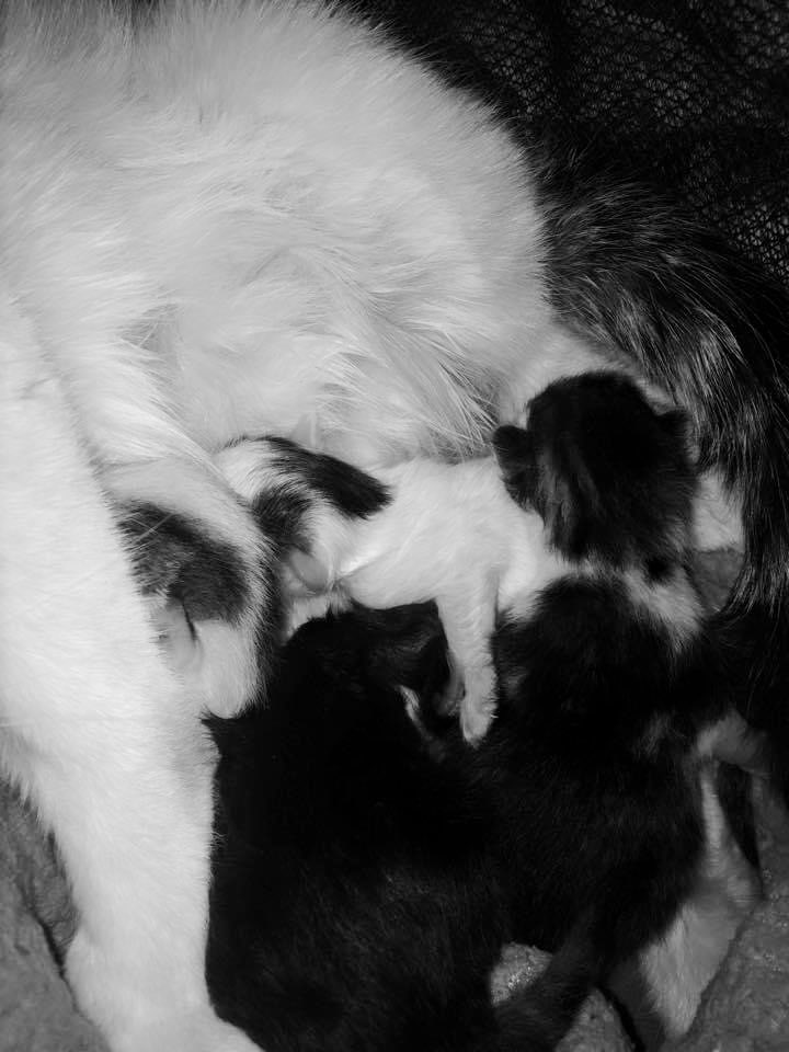 ohhdearitsbritt's tweet photo. My mama kitty had her babies 7 years ago I can’t believe they’re so old already 😭 and it’s crazy to think my baby’s birthday will be so close to my fur babies❤️🥰 https://t.co/EUd7gfkU7L