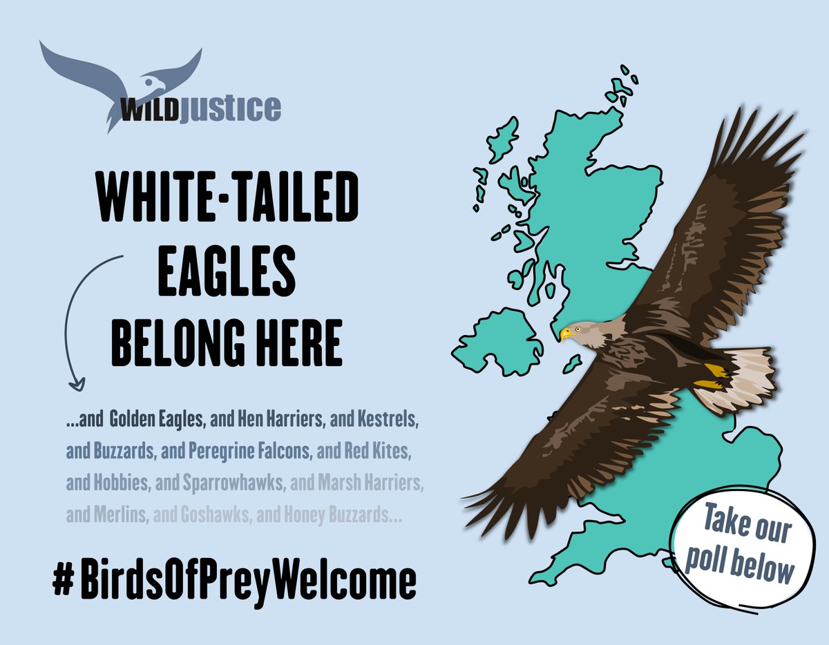 We think all native birds of prey should be welcome across the UK – what do you think? Take our poll below ⬇️ #BirdsOfPreyWelcome