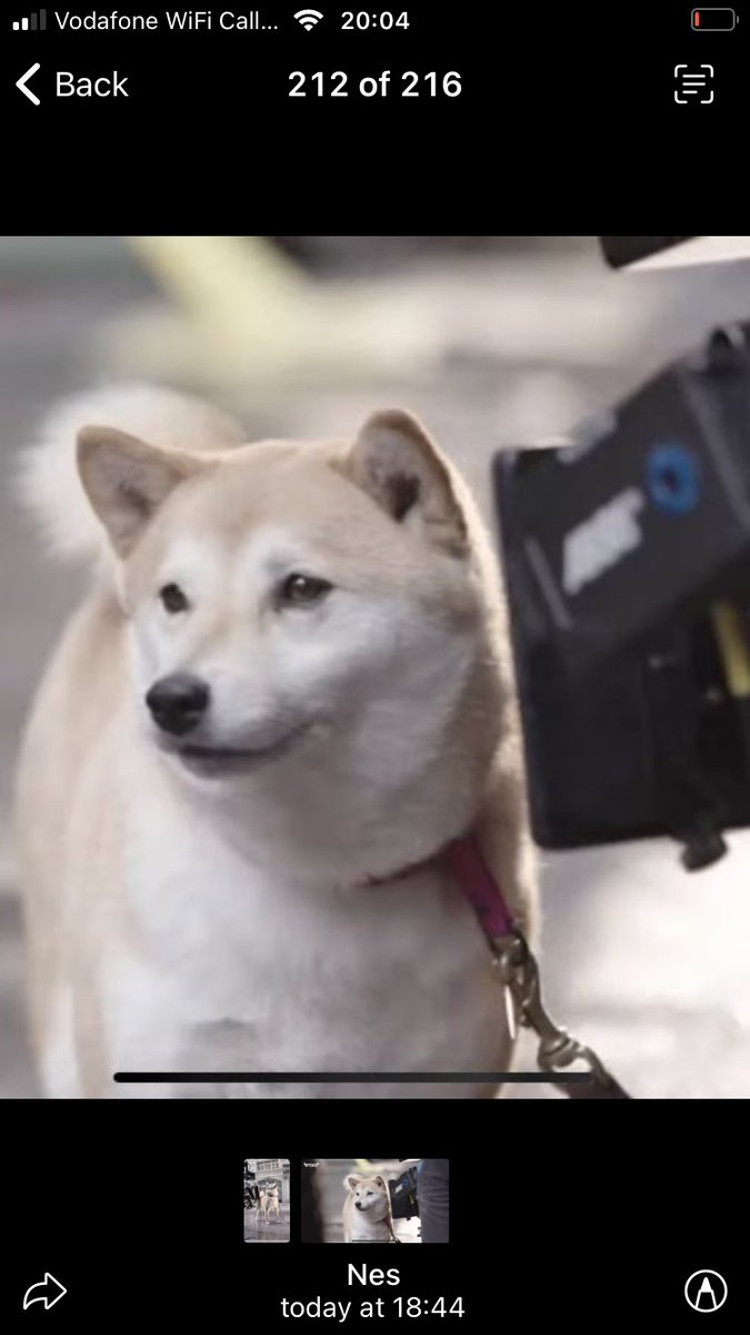 DogeGF_Pimp tweet media