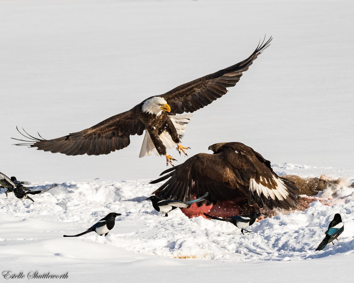 USGS's tweet photo. A new groundbreaking study found widespread lead poisoning in bald and golden eagles and documents how lead poisoning inhibits eagle population growth across North America. Learn More: https://t.co/W1smYazCgB

Photo: Estelle Shuttleworth, DVM. Copyrighted. Used with permission. https://t.co/zvDlMBsMhy