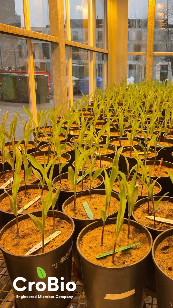 We are very excited to announce our greenhouse trials are underway using a genetically engineered plant growth-promoting bacteria!🌱🦠 
#maize #agritech #bacteria #biotech #plants #microbes #crops #crobio