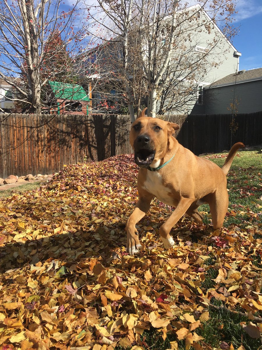 buster_otis's tweet photo. Leaves are so much fun!! Is it almost fall yet? Mom says I’m not good with seasons. #dogsoftwitter #ThrowbackThursday #dogs https://t.co/XQMIuBZEOr