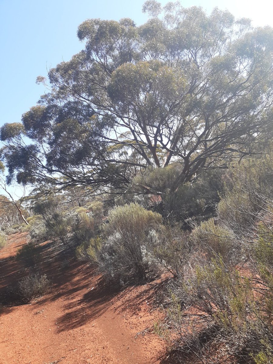 outback4caveman's tweet photo. #kalgoorlieboulder ,
Online trainer for fitness, weight loss, sports performance, heart health, personal safety methods ;
#goldfieldsmining , #goldfields ,
Coaching individuals & coaches ,
Your reality of success
$1 Mindset Uplift Deal
https://t.co/esz63cjgeJ https://t.co/Cdiz4fdF2X