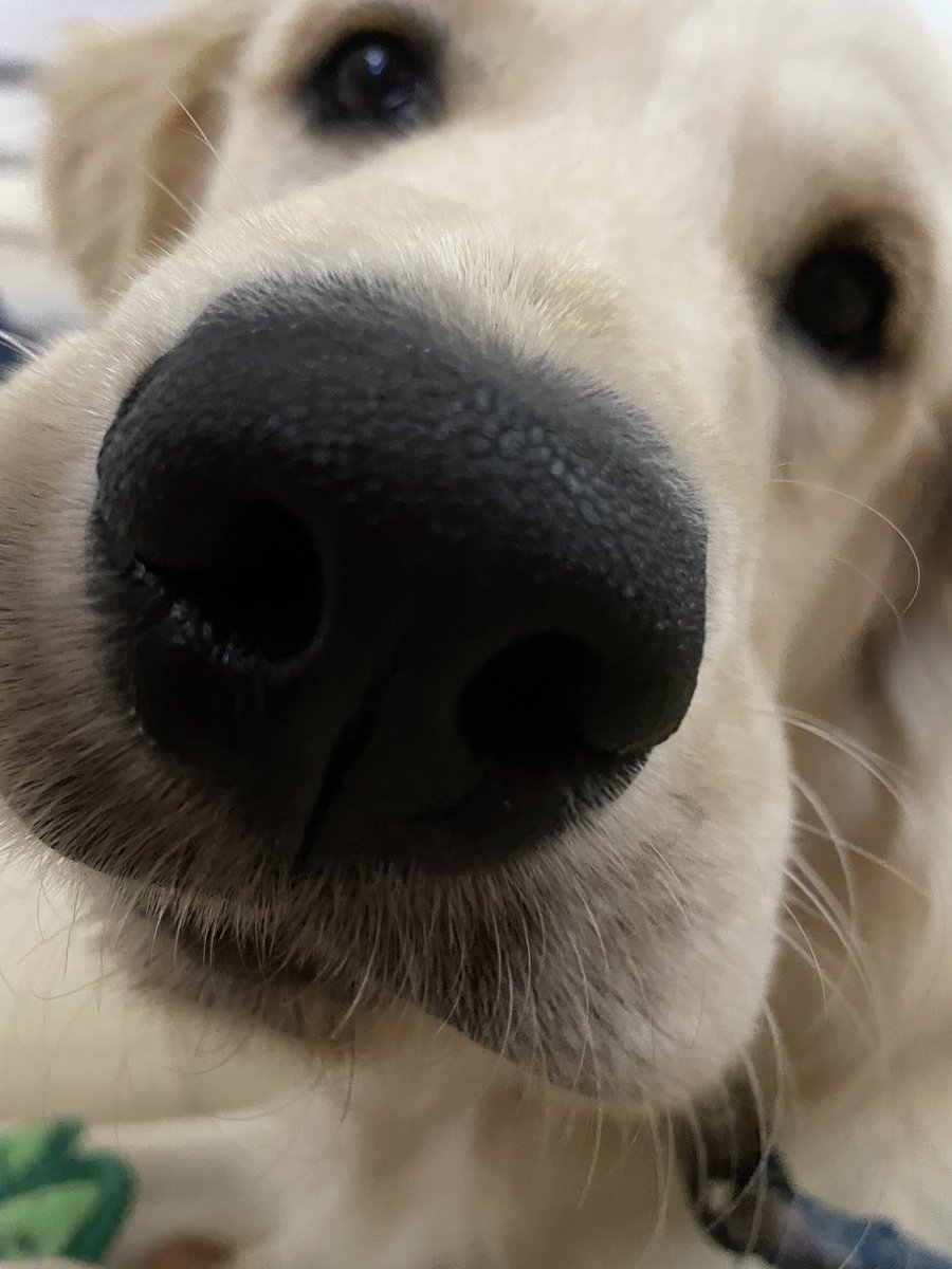weebittanat's tweet photo. boop https://t.co/4jXlmHOQGj