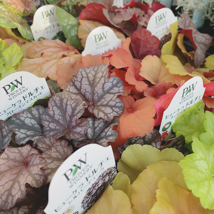 緑のマーケット 緑のマーケット入荷情報 ヒューケラドルチェ メープルファッジ フローズンマスカット スウィートプリンセス シルバーデューク チェリーコンポート バタークリーム チョコミント アップルシブースト ビターショコラ T Co