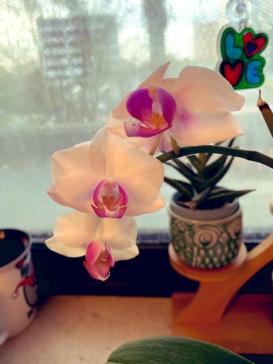 Nicole D. Riddle, MD, MSHI, FCAP (she/her) tweet media