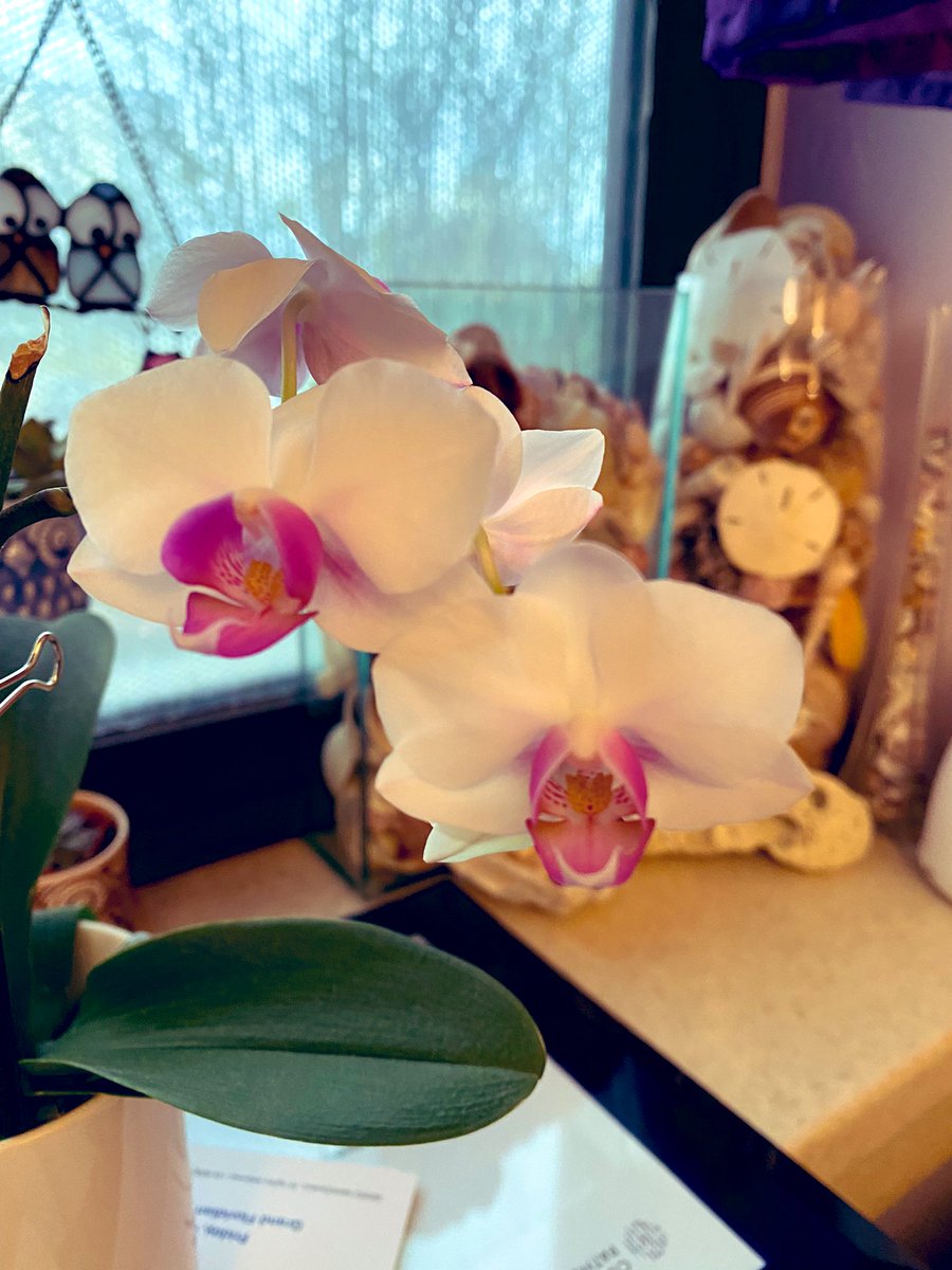 Nicole D. Riddle, MD, MSHI, FCAP (she/her) tweet media