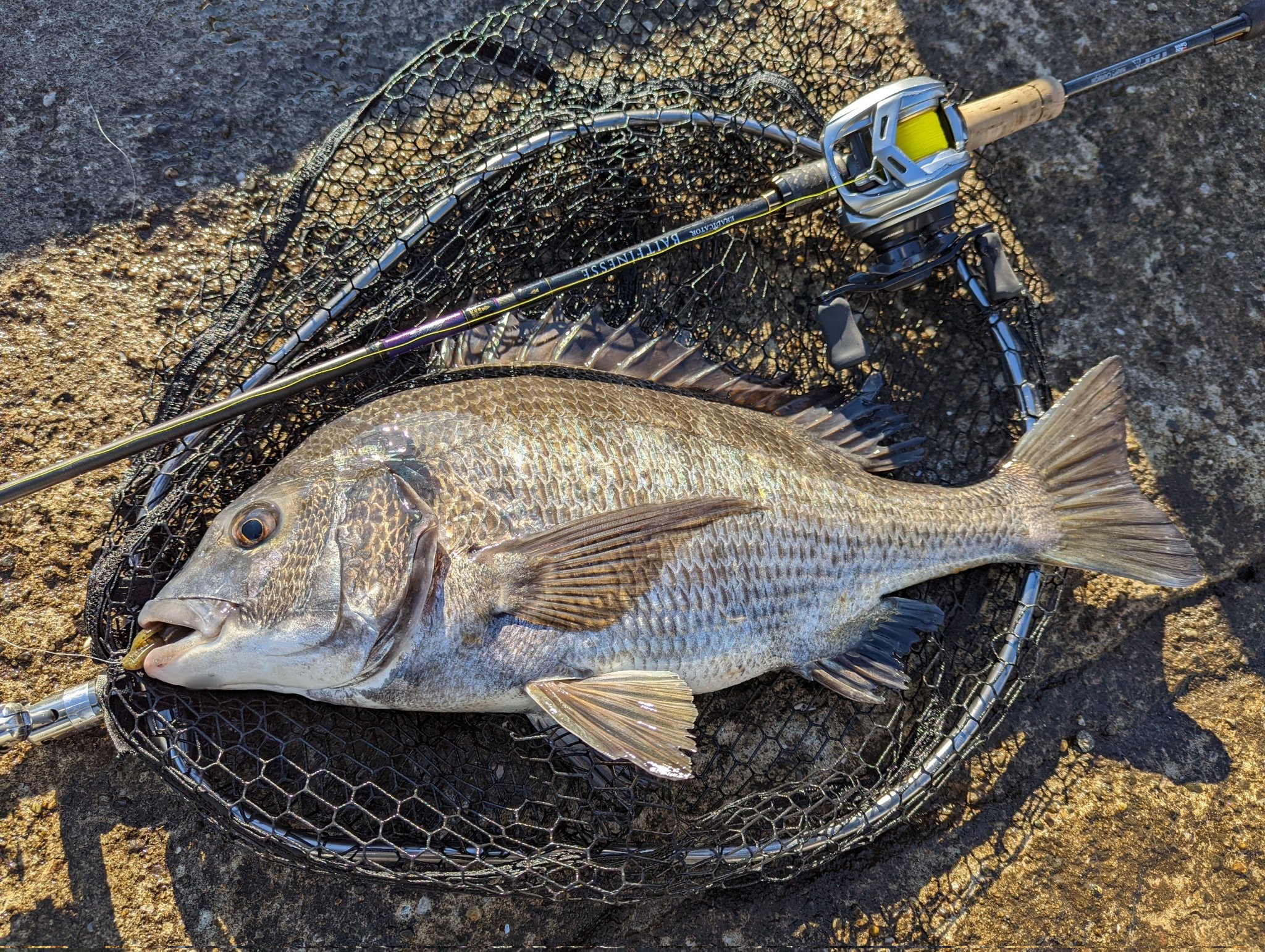 Teruhiko Kusunoki 49cmの今年最大魚ｷﾀﾜｧ N Hﾟ って今年はまだ3匹しかクロダイ釣れてないけど 釣り クロダイ チヌ チニング 豊洲 隅田川 T Co Qthdtnl977 Twitter