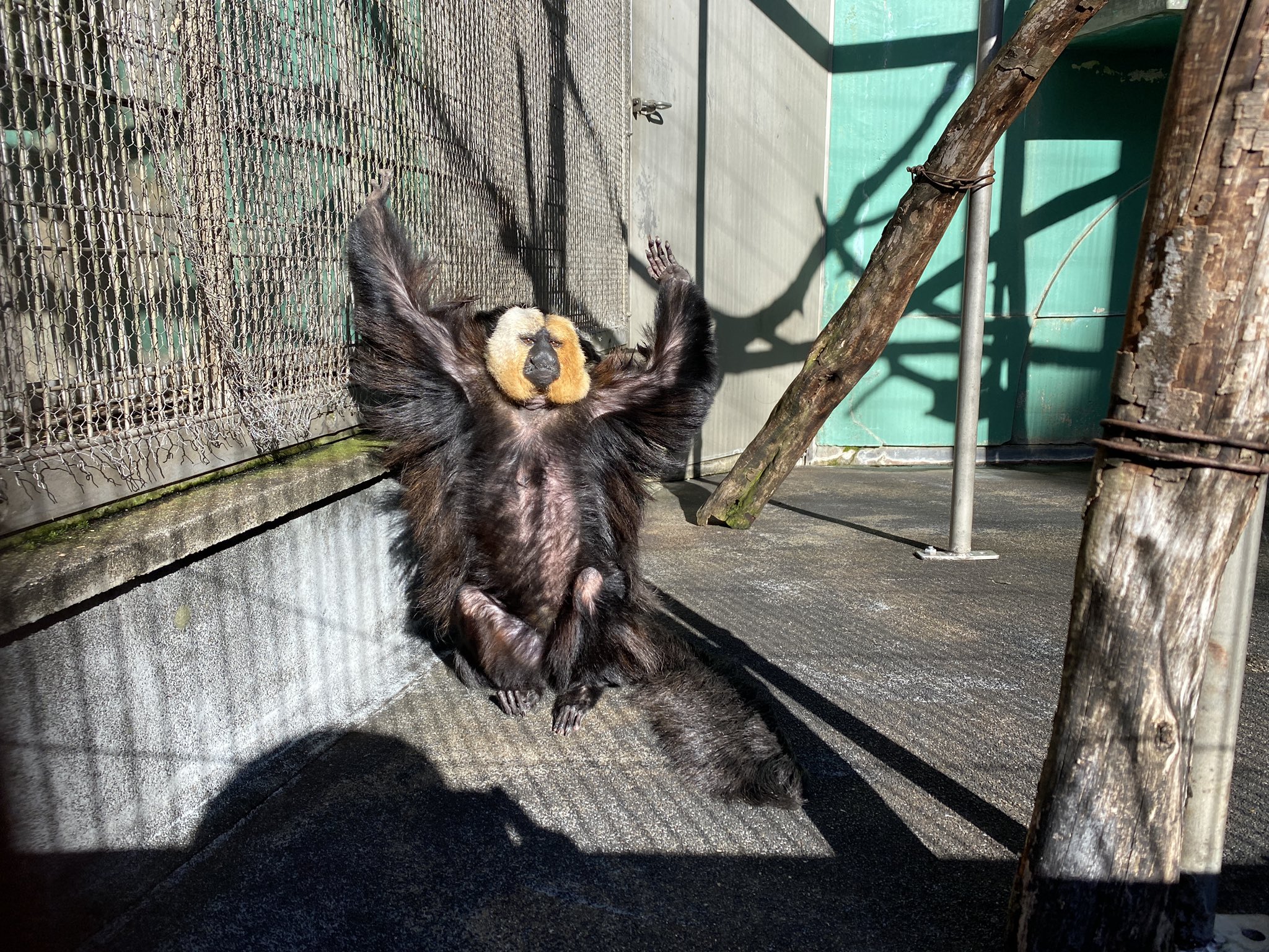 日本モンキーセンター（公式） on X: 