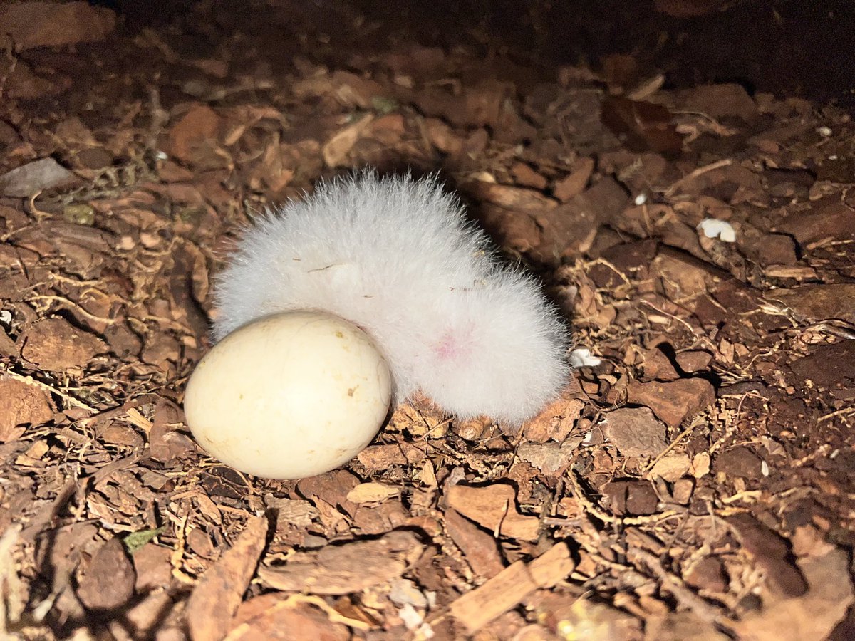 takapodigs's tweet photo. #kakapo chicks are hatching almost daily here on Anchor. Checking on Waa’s nest last night, here’s Waa-A3 (1 day old), and Waa-A4, which should hatch soon. I keep saying it, but am loving seeing eggs hatch in nests rather than incubators. #kakapo2022 #conservation https://t.co/kXoYJIy6eA