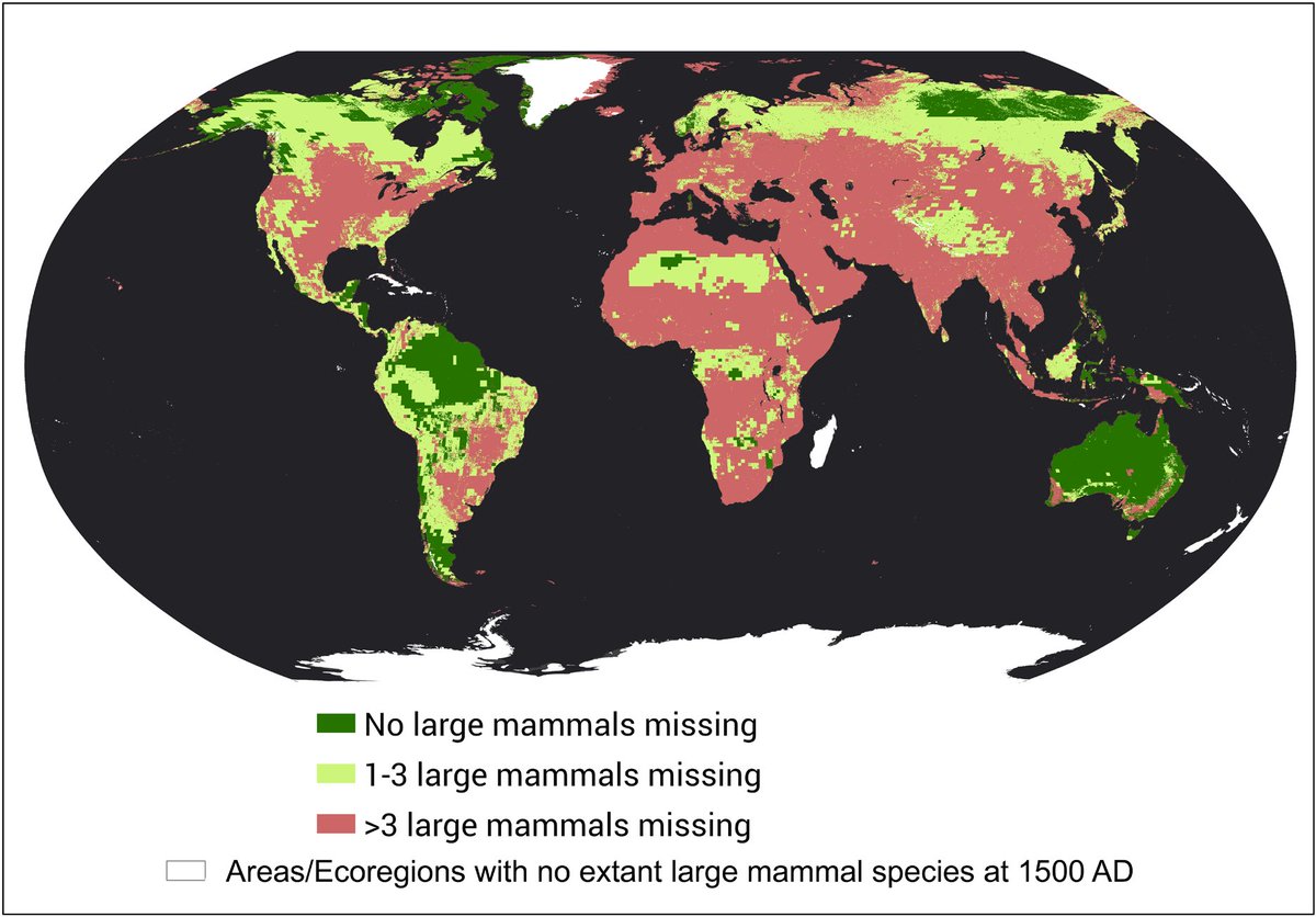 UNBiodiversity's tweet image. New research by @unepwcmc &amp;amp; @RESOLVENGO shows that the "reintroduction of 20 key species" could restore large mammal populations and boost #biodiversity. 🦁🦛🦌🐺

190 "ecoregions" that are suitable for reintroductions have also been mapped.🌱

Learn more:unep-wcmc.org/news/research-…