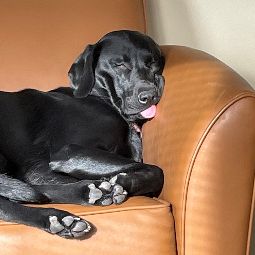 GSOHoppers's tweet photo. 50 days until Opening Day on Friday, April 8th. Gotta rest up! https://t.co/E91DYgfnbR