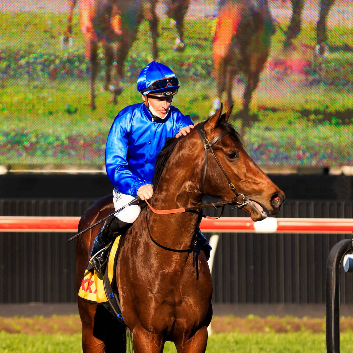 7HorseRacing 🐎 tweet media