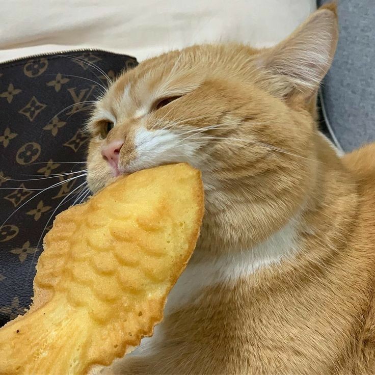 N3CHRO90S's tweet image. 𓆩 ♡ 𓆪 . . . 🐈 Porque você e gatinhos são tão parecidos! — a thread para marcar alguém especial