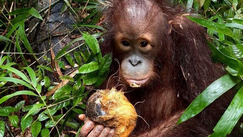 OrangutanDaily's tweet photo. https://t.co/adkeDZ0fqM