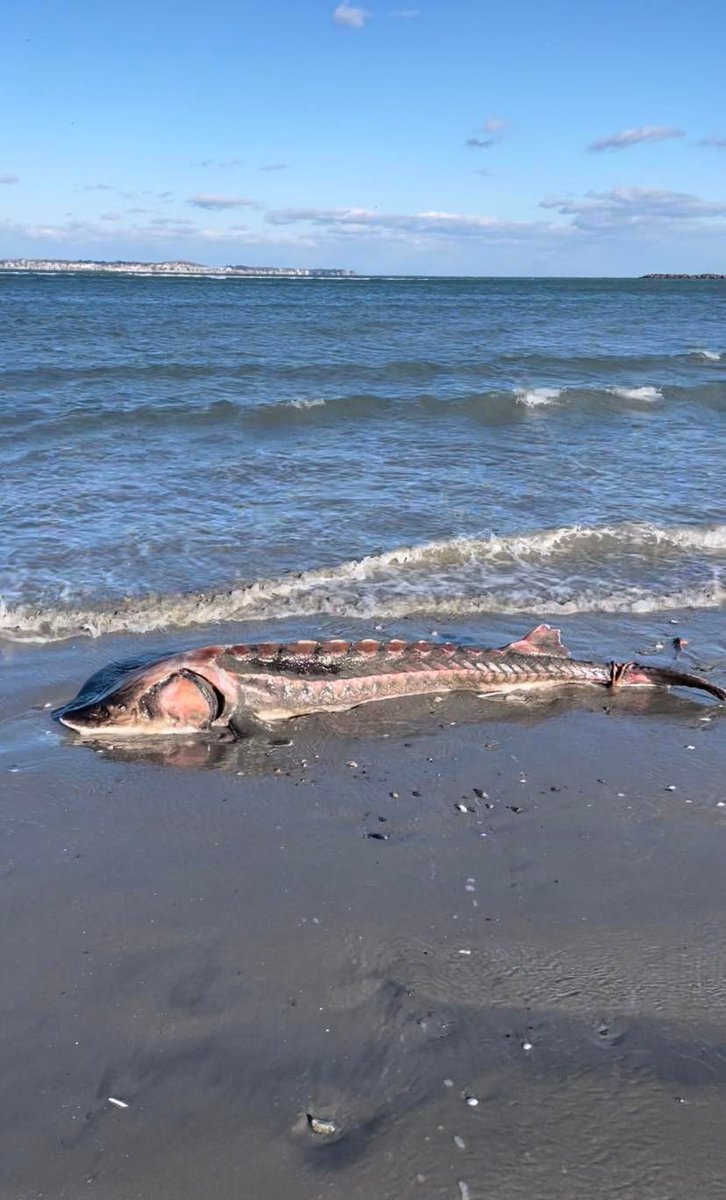 PREHISTORIC FISH: A rare fish washed up on Revere Beach on Monday. See what experts think it is: on.nbcboston.com/1gznfFL

(📸: Erik Haigh)