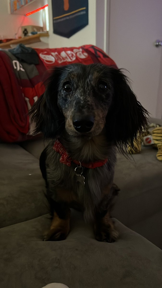 Dash likes the name 🤷🏼‍♀️🍃