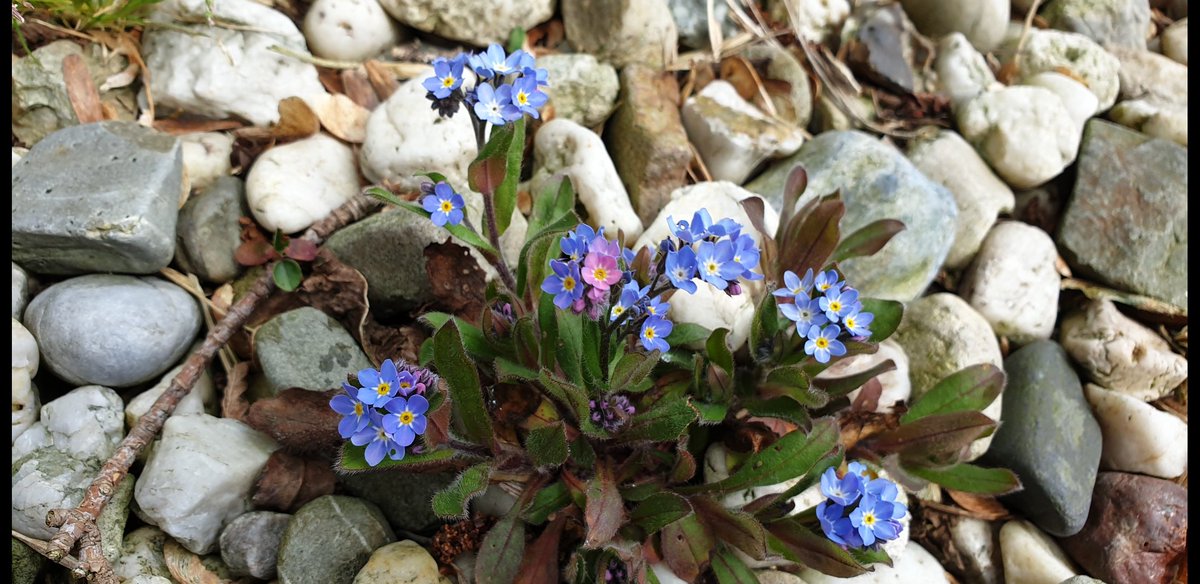 saskiacscheer's tweet photo. Voor de kleur van vandaag #lichtblauw weer wat variatie gevonden
#kleurindenatuur 
Een paar gevleugelde vrienden en voorjaarsbloeiers
🦋 = boomblauwtje https://t.co/YpYTq9NQ1J