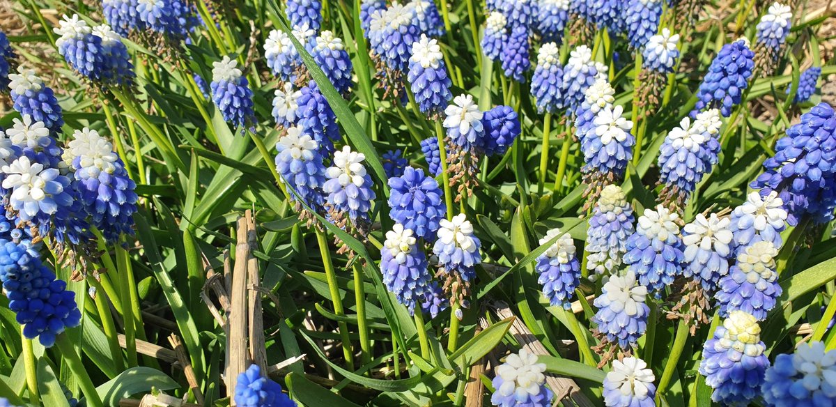 saskiacscheer's tweet photo. Voor de kleur van vandaag #lichtblauw weer wat variatie gevonden
#kleurindenatuur 
Een paar gevleugelde vrienden en voorjaarsbloeiers
🦋 = boomblauwtje https://t.co/YpYTq9NQ1J