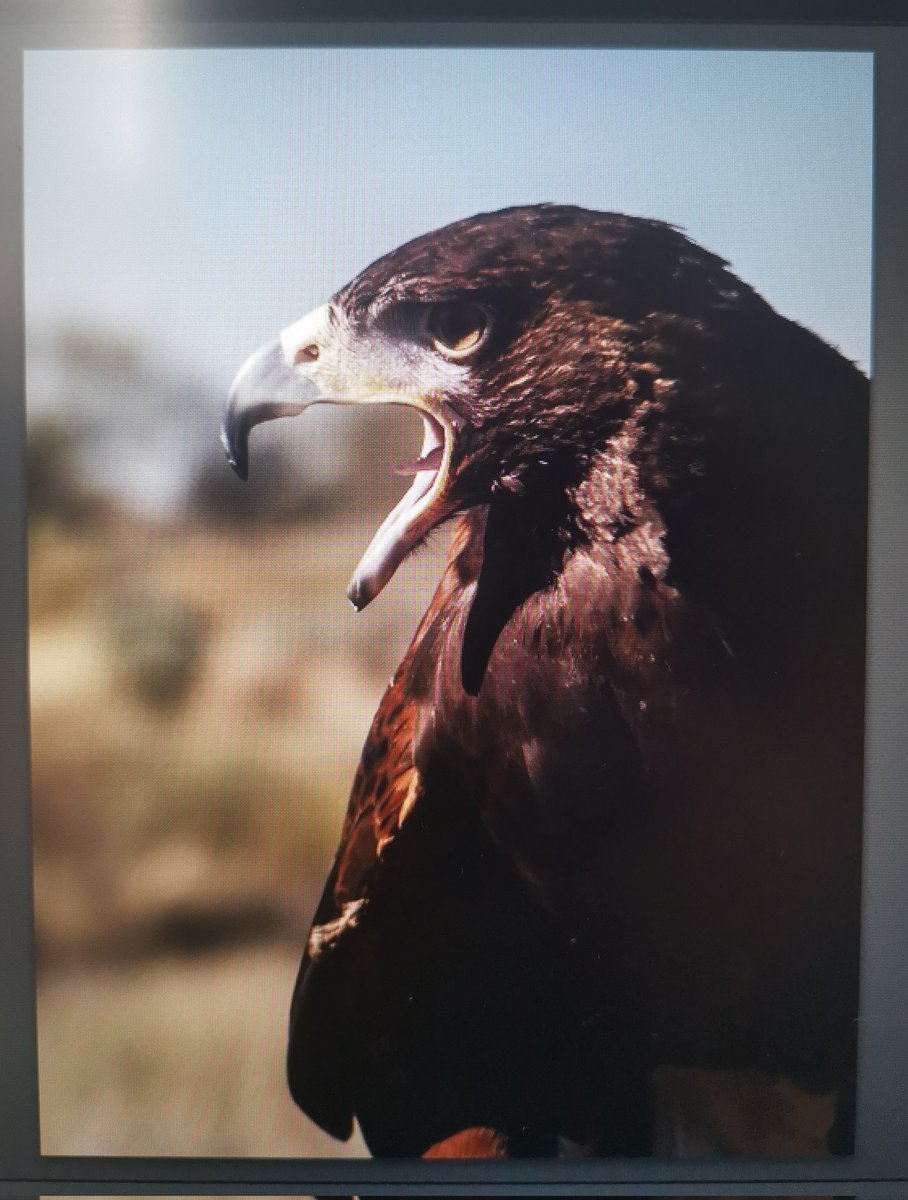 Las fotos de hoy en la grabación de episodio de <a href="/gilahikersmx/">Gila Hikers</a>? 🦎

Hermosas, maravillosas 🔥