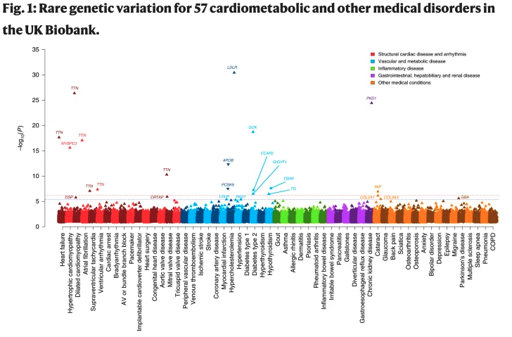 NatureGenet's tweet photo. Analysis of rare genetic variation underlying cardiometabolic diseases and traits among 200,000 individuals in the UK Biobank (Jurgens et al.) https://t.co/1RLC7zErI8 https://t.co/BeAdiFaedw