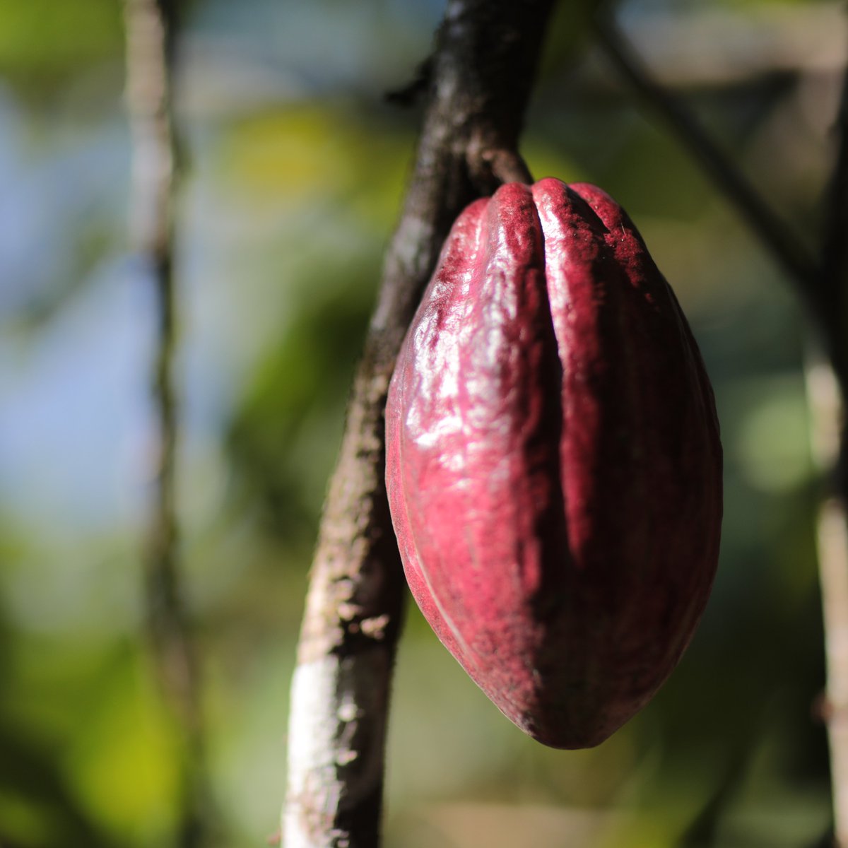 The principal flavor attributes of our Nicalizo cacao variety are cacao, fresh fruit, and floral. The acidity of it is like the grapes, smooth and fruity. 🍫🍫🍫
 
Do you want to create #chocolate with our #cacaobeans? Contact us for samples: pav@ingemann.com.ni.