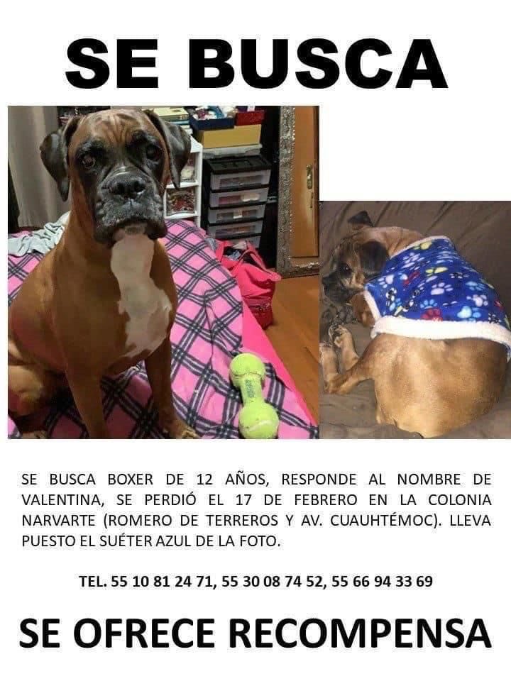Cz1Panda's tweet photo. Por favor, ayúdennos a encontrar a Valentina compartiendo con sus contactos, se fue corriendo sobre Yacatas hacia el sur desde Romero de Terreros @NarvarteVecinos @En_Narvarte @_Narvarte @ColNarvarte @Narvarte_ @VertizNarvarte https://t.co/9aZZt6ddeN