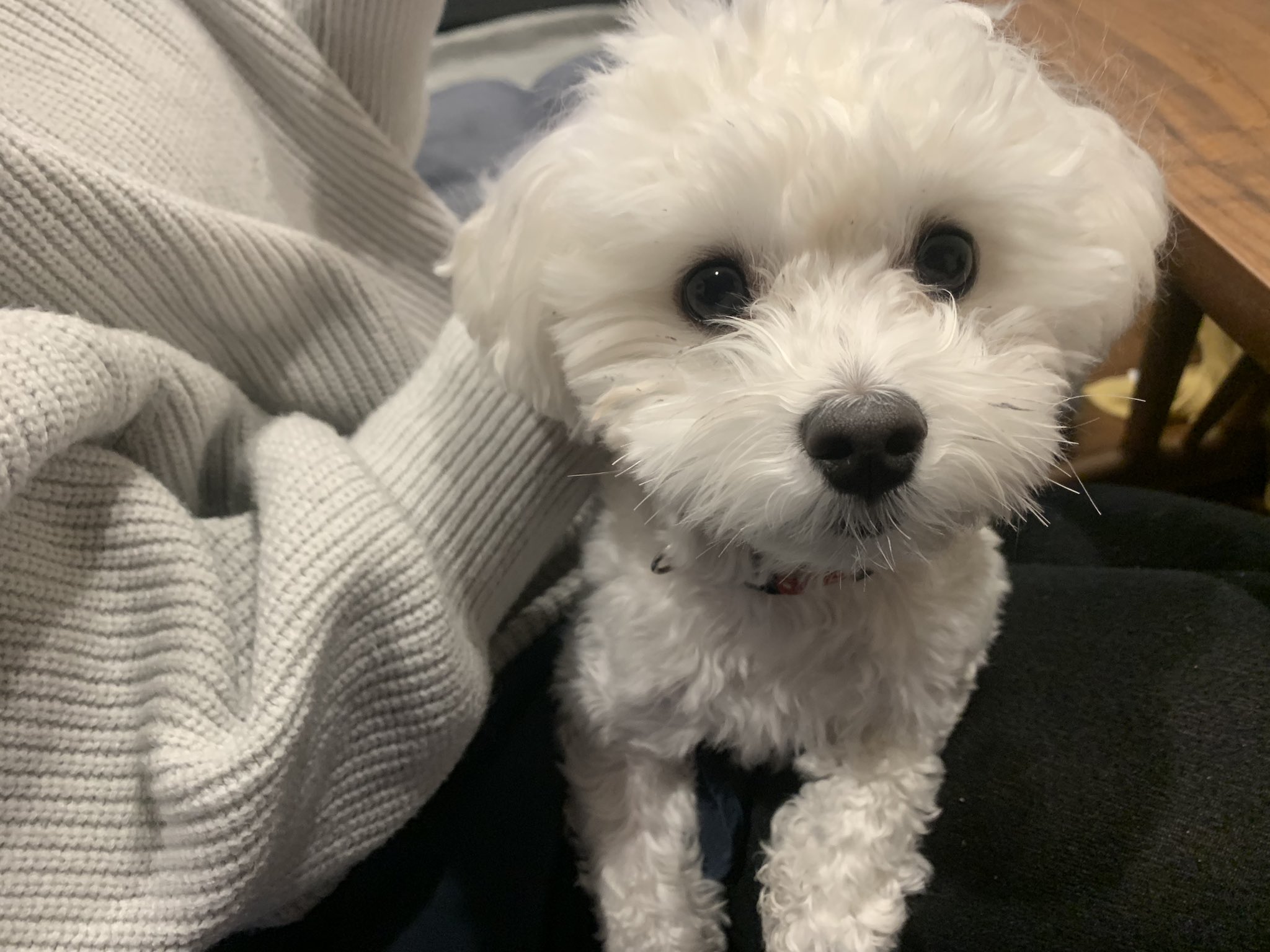 マルプー ラテミル おはよう 金曜日頑張ろうね マルプー 子犬 マルチーズ トイプードル ミックス犬 Mix犬 T Co Auc7fudcuj Twitter