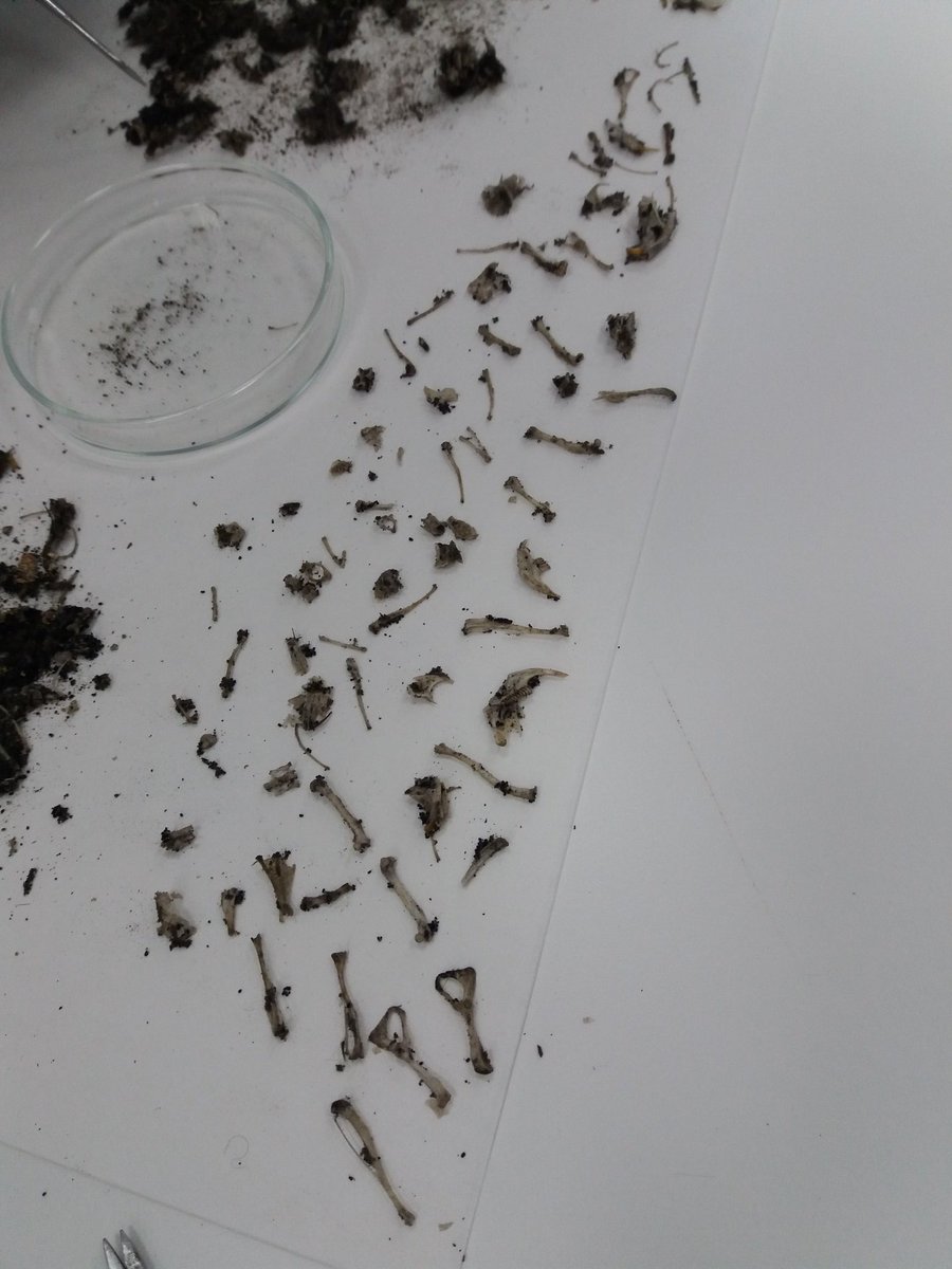 1pasoala100cia's tweet photo. Estas semanas vamos con la práctica 2 en la Formación de Maestros/as de #FyDB del #DGEPyPed de la @ucm_educacion. Aprendemos a manejar las lupas binoculares viendo muestras variadas de plantas y animales, y rematamos con unas #egagrópilas para diferenciar y reconocer huesos👩🔬👨🔬 https://t.co/qghG6jI1ok