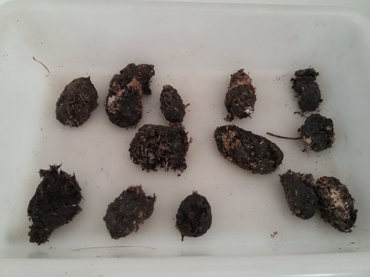 1pasoala100cia's tweet photo. Estas semanas vamos con la práctica 2 en la Formación de Maestros/as de #FyDB del #DGEPyPed de la @ucm_educacion. Aprendemos a manejar las lupas binoculares viendo muestras variadas de plantas y animales, y rematamos con unas #egagrópilas para diferenciar y reconocer huesos👩🔬👨🔬 https://t.co/qghG6jI1ok