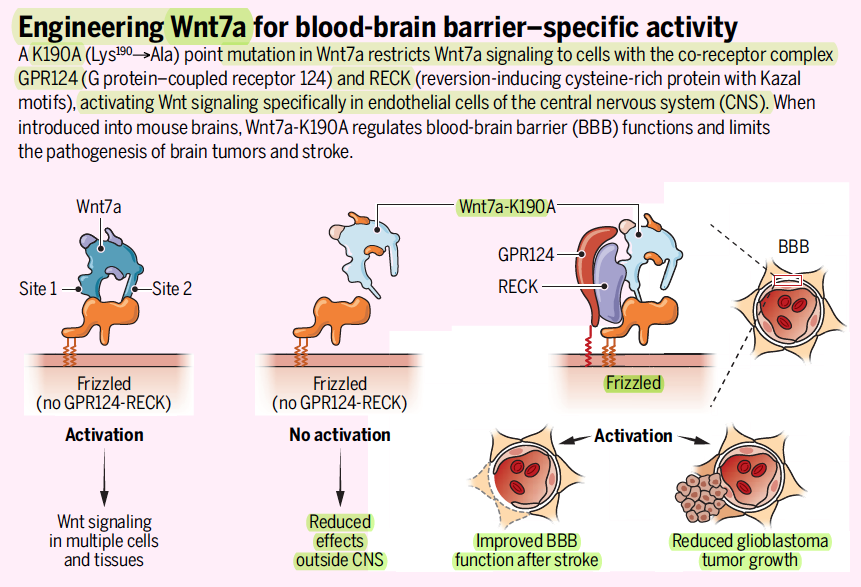 westr's tweet photo. Perspective: Repairing the #bloodbrainbarrier https://t.co/vzTwP51smU #BBB #CNS
Engineered #Wnt ligands enable blood-brain barrier repair in #neurological disorders https://t.co/JERynBnqUc #Wnt7a #stroke #glioblastoma #endothelium #tightjunctions https://t.co/J8mw2zrab4